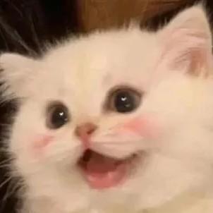 不要葱姜蒜 的猫猫头像